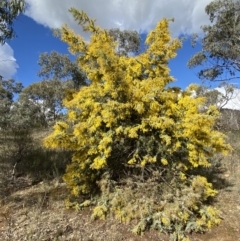 Acacia baileyana at Watson, ACT - 8 Aug 2022 01:50 PM