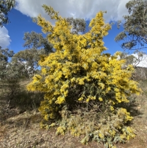 Acacia baileyana at Watson, ACT - 8 Aug 2022