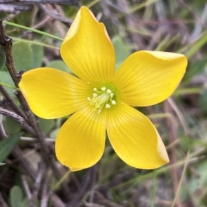 Oxalis sp. at Watson, ACT - 8 Aug 2022 01:58 PM