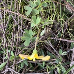 Oxalis sp. at Watson, ACT - 8 Aug 2022