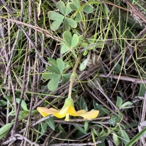 Oxalis sp. at Watson, ACT - 8 Aug 2022