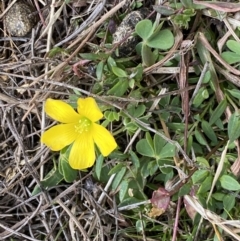 Oxalis sp. at Watson, ACT - 8 Aug 2022