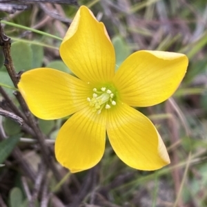 Oxalis sp. at Watson, ACT - 8 Aug 2022