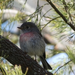 Petroica rosea at Watson, ACT - 8 Aug 2022 01:34 PM