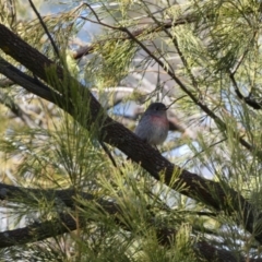 Petroica rosea at Watson, ACT - 8 Aug 2022 01:34 PM