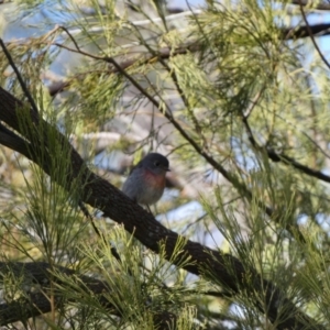 Petroica rosea at Watson, ACT - 8 Aug 2022 01:34 PM