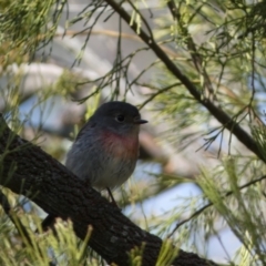 Petroica rosea at Watson, ACT - 8 Aug 2022 01:34 PM