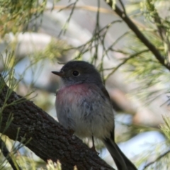 Petroica rosea at Watson, ACT - 8 Aug 2022 01:34 PM