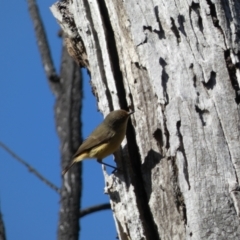 Acanthiza reguloides (Buff-rumped Thornbill) at Mount Majura - 8 Aug 2022 by SteveBorkowskis