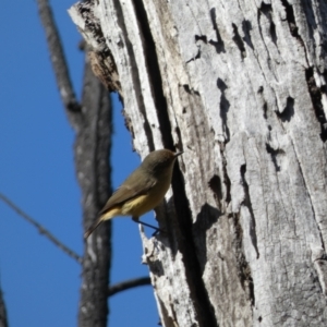 Acanthiza reguloides at Watson, ACT - 8 Aug 2022