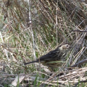 Pyrrholaemus sagittatus at Watson, ACT - 8 Aug 2022