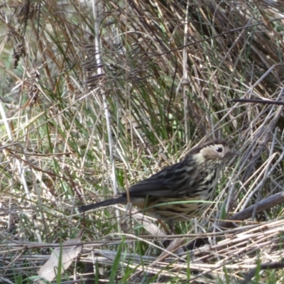 Pyrrholaemus sagittatus (Speckled Warbler) at Watson, ACT - 8 Aug 2022 by SteveBorkowskis