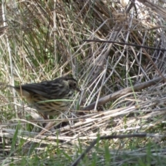 Pyrrholaemus sagittatus at Watson, ACT - 8 Aug 2022