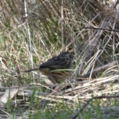 Pyrrholaemus sagittatus at Watson, ACT - 8 Aug 2022