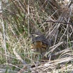 Pyrrholaemus sagittatus at Watson, ACT - 8 Aug 2022