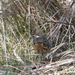 Pyrrholaemus sagittatus at Watson, ACT - 8 Aug 2022