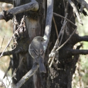 Pachycephala pectoralis at Watson, ACT - 8 Aug 2022 01:38 PM