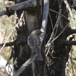 Pachycephala pectoralis at Watson, ACT - 8 Aug 2022