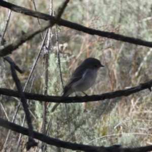 Pachycephala pectoralis at Watson, ACT - 8 Aug 2022