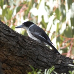 Cracticus torquatus (Grey Butcherbird) at Watson, ACT - 8 Aug 2022 by SteveBorkowskis