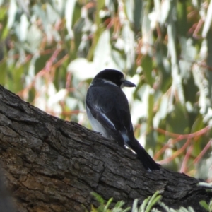 Cracticus torquatus at Watson, ACT - 8 Aug 2022 02:00 PM