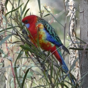 Platycercus elegans x eximius (hybrid) at Watson, ACT - 8 Aug 2022