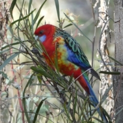 Platycercus elegans x eximius (hybrid) at Watson, ACT - 8 Aug 2022