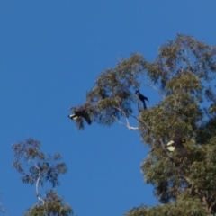 Zanda funerea (Yellow-tailed Black-Cockatoo) at Watson, ACT - 8 Aug 2022 by SteveBorkowskis