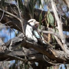 Dacelo novaeguineae (Laughing Kookaburra) at Mount Majura - 8 Aug 2022 by SteveBorkowskis