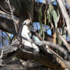 Dacelo novaeguineae at Watson, ACT - 8 Aug 2022