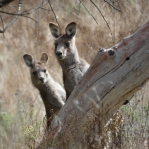 Macropus giganteus at Watson, ACT - 8 Aug 2022 02:58 PM