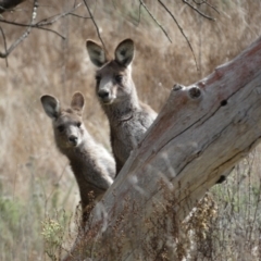 Macropus giganteus (Eastern Grey Kangaroo) at Watson, ACT - 8 Aug 2022 by Steve_Bok