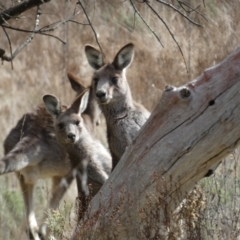 Macropus giganteus at Watson, ACT - 8 Aug 2022