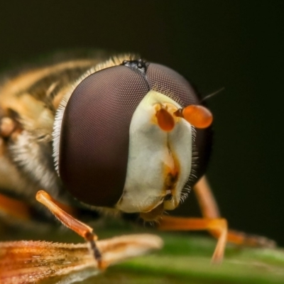 Syrphini (tribe) (Unidentified syrphine hover fly) at Murrumbateman, NSW - 7 Aug 2022 by amiessmacro