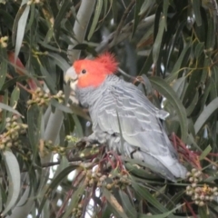 Callocephalon fimbriatum (Gang-gang Cockatoo) at Watson, ACT - 8 Aug 2022 by SteveBorkowskis