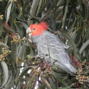 Callocephalon fimbriatum at Watson, ACT - suppressed