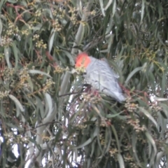 Callocephalon fimbriatum at Watson, ACT - suppressed