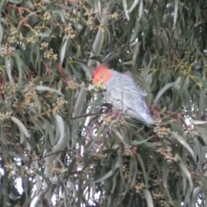 Callocephalon fimbriatum at Watson, ACT - 8 Aug 2022