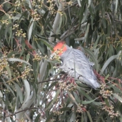 Callocephalon fimbriatum at Watson, ACT - suppressed