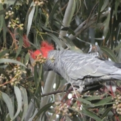 Callocephalon fimbriatum at Watson, ACT - suppressed