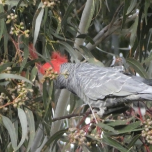 Callocephalon fimbriatum at Watson, ACT - 8 Aug 2022