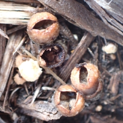 Cyathus stercoreus (Bird's nest fungus) at Murrumbateman, NSW - 8 Aug 2022 by SimoneC