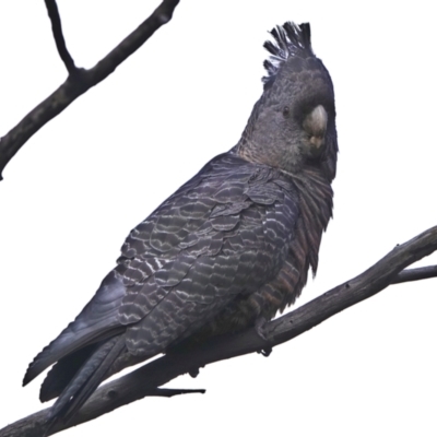 Callocephalon fimbriatum (Gang-gang Cockatoo) at Bluetts Block Area - 7 Aug 2022 by WindyHen