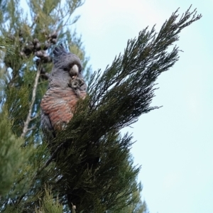 Callocephalon fimbriatum at Stromlo, ACT - suppressed