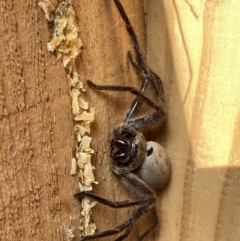 Isopeda sp. (genus) (Huntsman Spider) at QPRC LGA - 7 Aug 2022 by Wandiyali