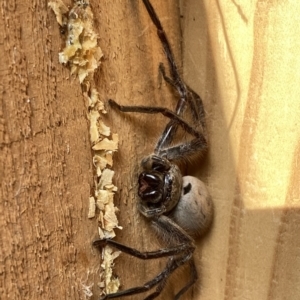 Isopeda sp. (genus) at Googong, NSW - 8 Aug 2022