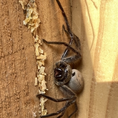 Isopeda sp. (genus) (Huntsman Spider) at QPRC LGA - 7 Aug 2022 by Wandiyali