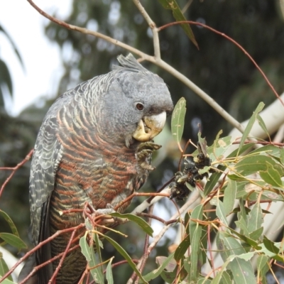 Callocephalon fimbriatum (Gang-gang Cockatoo) at Lions Youth Haven - Westwood Farm A.C.T. - 8 Aug 2022 by HelenCross