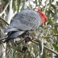 Callocephalon fimbriatum at Kambah, ACT - suppressed