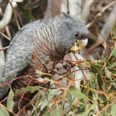 Callocephalon fimbriatum at Kambah, ACT - suppressed